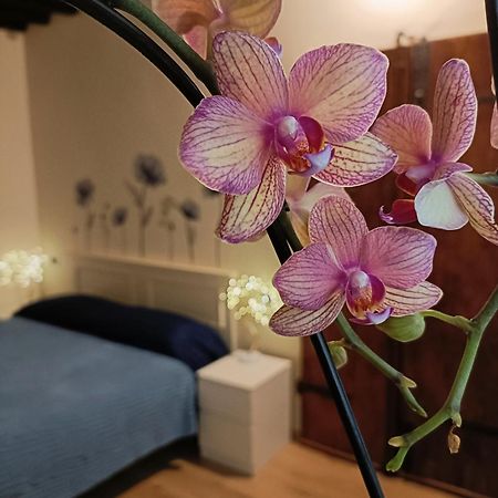 Апартаменти Il Giardino Segreto Лукка Екстер'єр фото