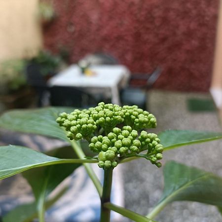 Апартаменти Il Giardino Segreto Лукка Екстер'єр фото